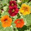 Nasturtium low Alaska segu seemned 2g -