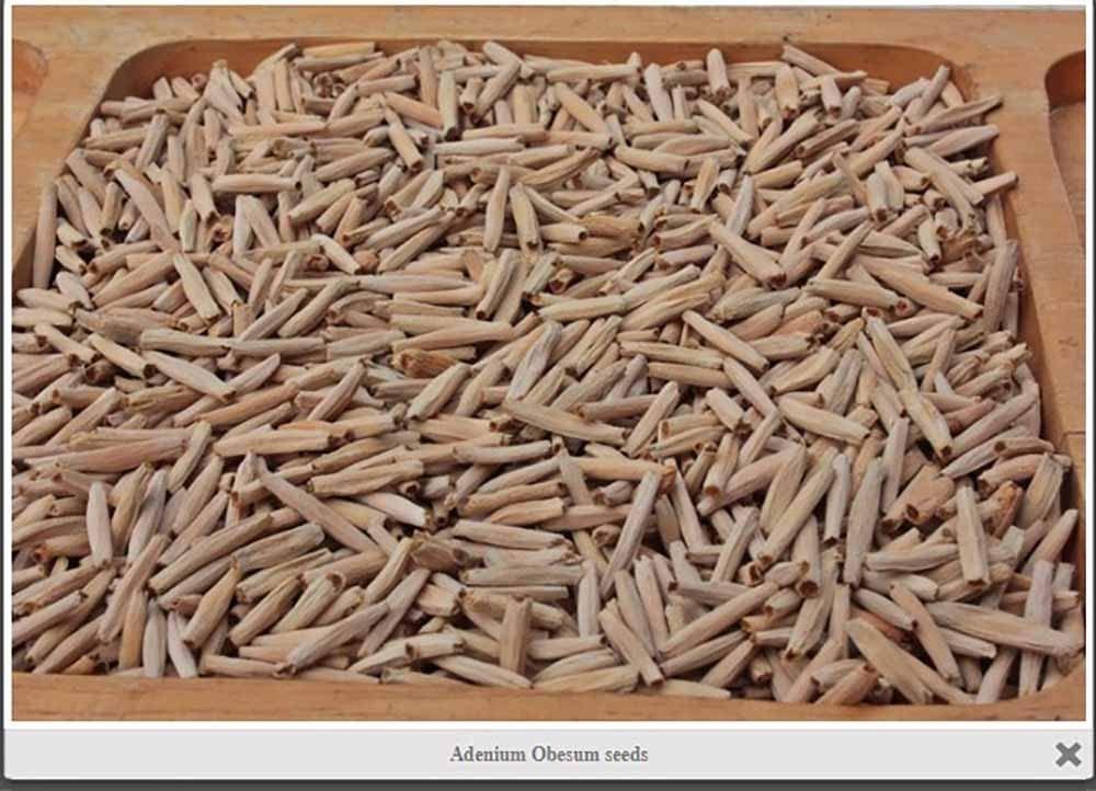 5 SEMI Di ADENIUM OBESUM "Lady" Desert Rose -SEMI FRESCHI