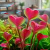 2Pcs Pink Artificial Water Plant 15.7in Artificial Coral Plant Fish Tank Ornament  Underwater Garden