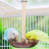 1 PC Bird Cage Feeding Cups Top Hanging Parrot Feeder Round Flower-shaped Bird Feeder Bowl for Pet Birds Parrot Cage Accessories