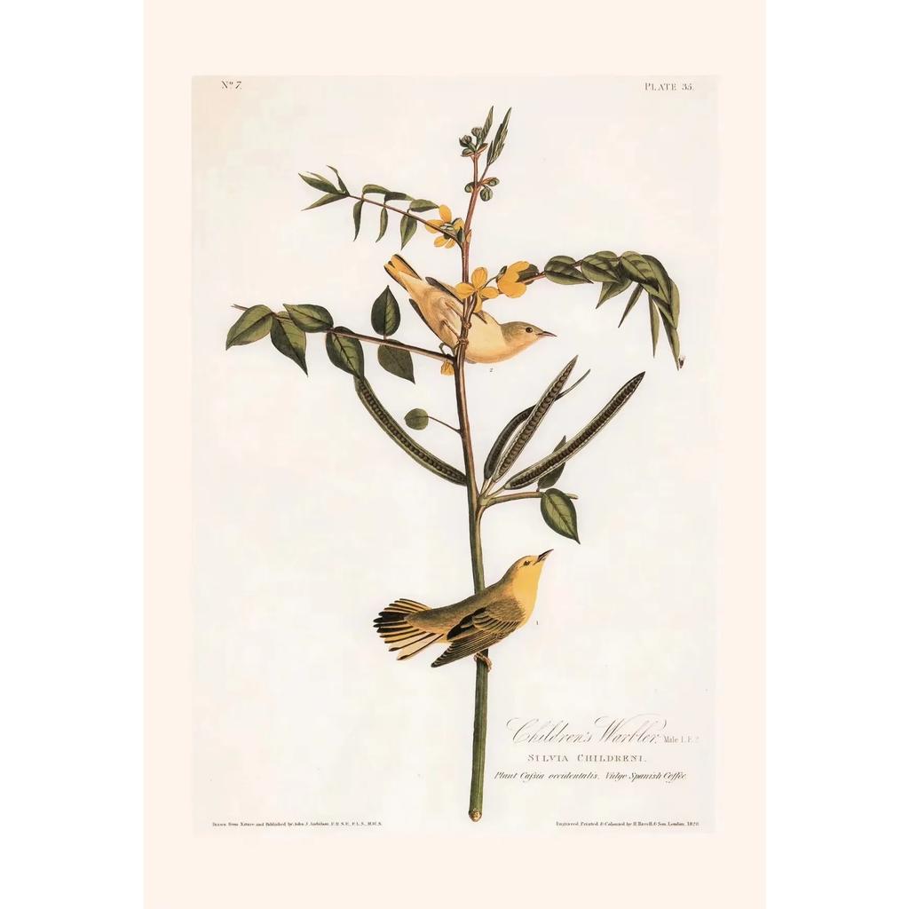 Pósters y Grabados Botánicos Vintage Color Melocotón Lirio de Barbados Crinum Pintura sobre Lienzo Arte de Pared Imagen para Decoración de Habitación Oficina