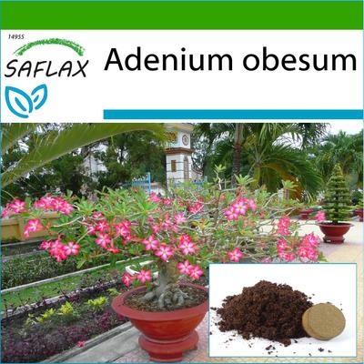 Bonsai - Wüstenrose - 8 Samen - Mit Blumenerde für eine bessere Kultivierung - Adenium obesum
