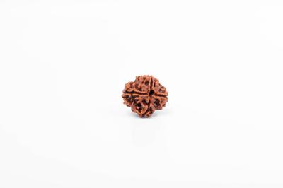 4 Mukhi Nepali Rudraksha Bead | Certified Authentic Rudraksha for Spiritual Growth | Genuine Sacred Bead for Meditation & Healing by Navratan Gems