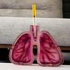 Decorative Ashtray with Distinctive Human Lungs Shape Enhances Your Environment
