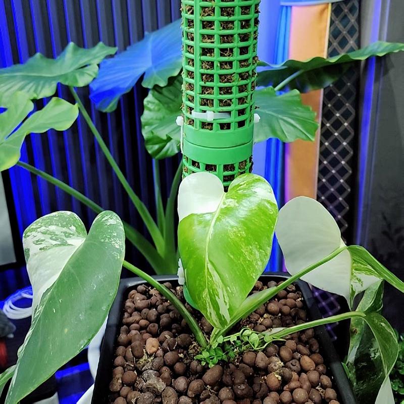Plant Cages Supports Plastic Moss Pole Automatic Watering Plant Moss Rod Adjustable Water Quantity Plant Moss Support Column