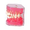 Dental Model Standard Teaching Typodont Soft Gum Teeth Model Training Teeth Jaw Models 28 Removable Teeth Dentistry Lab Model