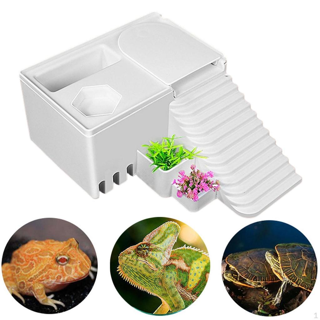 Rampă pentru Terariu Reptile și Broaște Țestoase