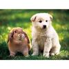 150 Piece Jigsaw Puzzle - Rabbit and Puppy
