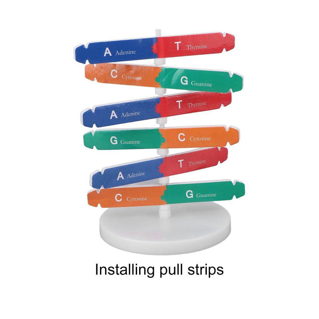 Menschliches DNA-Modell Buntes Doppelhelix-Montagemodell Wissenschaftliches Lernspielzeug für Kinder