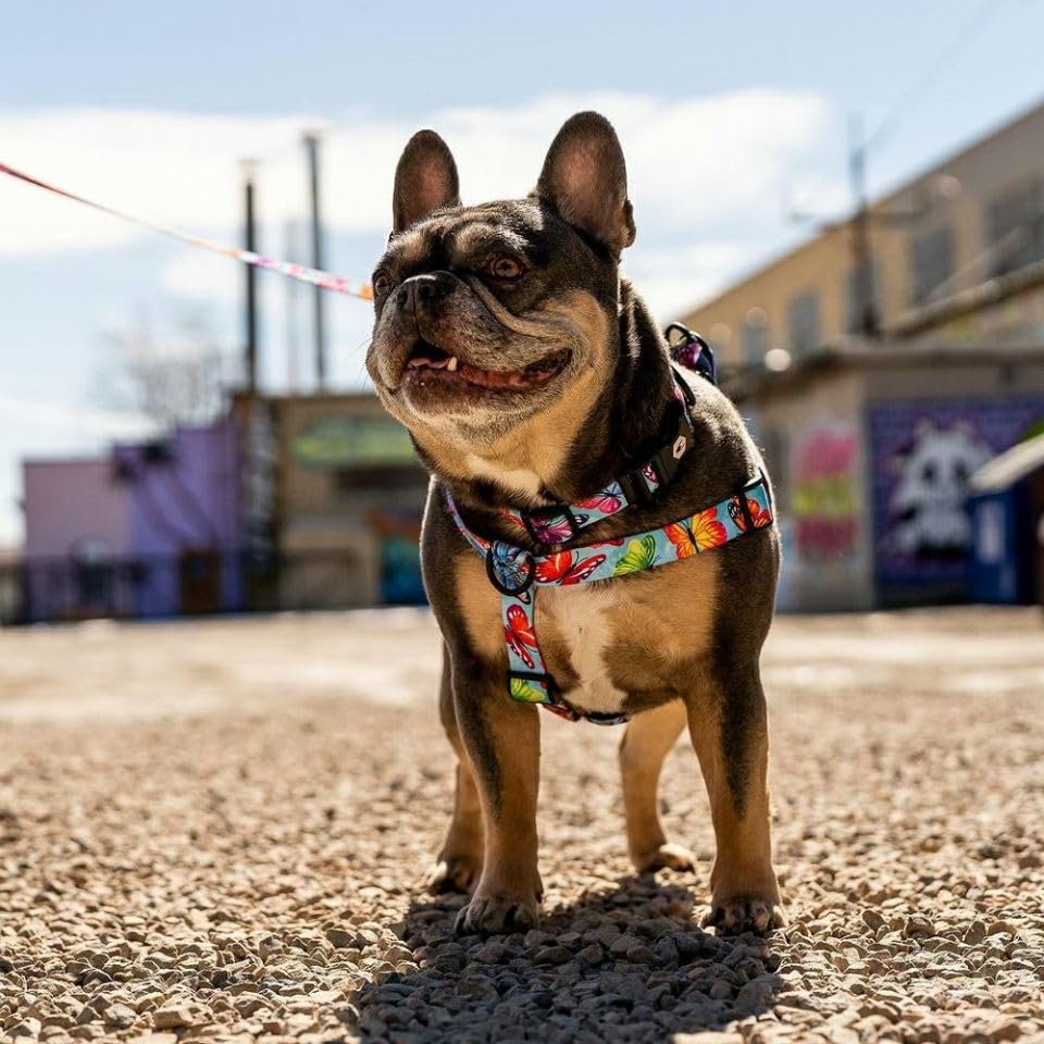 WOLFGANG FlutterColor Harness (M size) 1.6cm wide x 40-61cm chest circumference [Harness for medium-sized dogs]