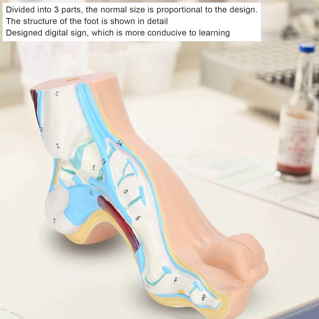 Human Foot Model for Teaching Adults Anatomy Model Research Muscle Display Explain Accessories(Arch Foot)