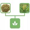 Mullein Mullein Herb 1 Kg Natural Shop