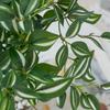 Artificial Plants Green Bonsai for Home Christmas Decoration Craft Wedding Accessories Indoor Outdoor Decoration Fake Flowers