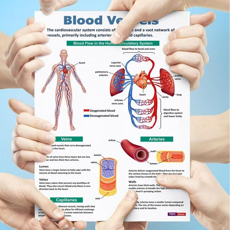 16Pcs Human Anatomy Poster Human Organs Brain Liver Heart Anatomy Poster Medical Classroom Office Room Home Aesthetic Decoration