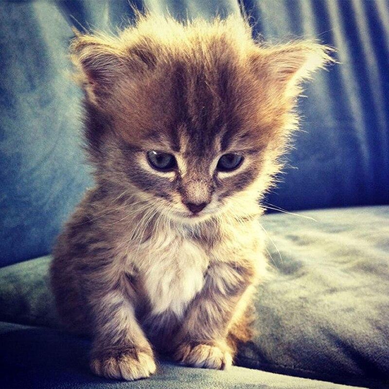 

5D DIY Алмазная картина, полная круглая квадратная дрель, стразы, кошка, алмазная вышивка, картина, вышивка крестом, ручная работа, домашний декор, подарок Full Round 35x35CM