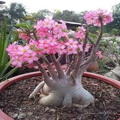 Adenium Obesum Desert Rose Bonsai Perennial Flower Seeds Home gnstig kaufen   Preis, kostenloser Versand, echte Bewertungen mit Fotos  Joom
