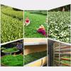 Tè verde Fujian Ningde 2023 Tè di alta montagna Sapore di primavera Lvcha Tè 250g