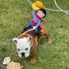Halloween Dog Clothes Cosplay Set For Small Dogs Fashion Pet Costumes Cowboy Rider Puppy Apparel Chihuahua Yorkshire Dress up Supplies