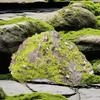 Green Moss Covered Stone Foam Fake Moss Decor Faux Stone for Fairy Garden Plant