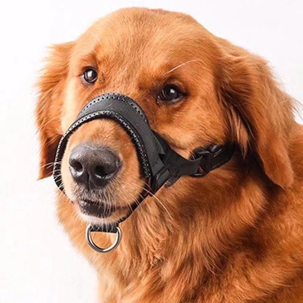 dog snout leash