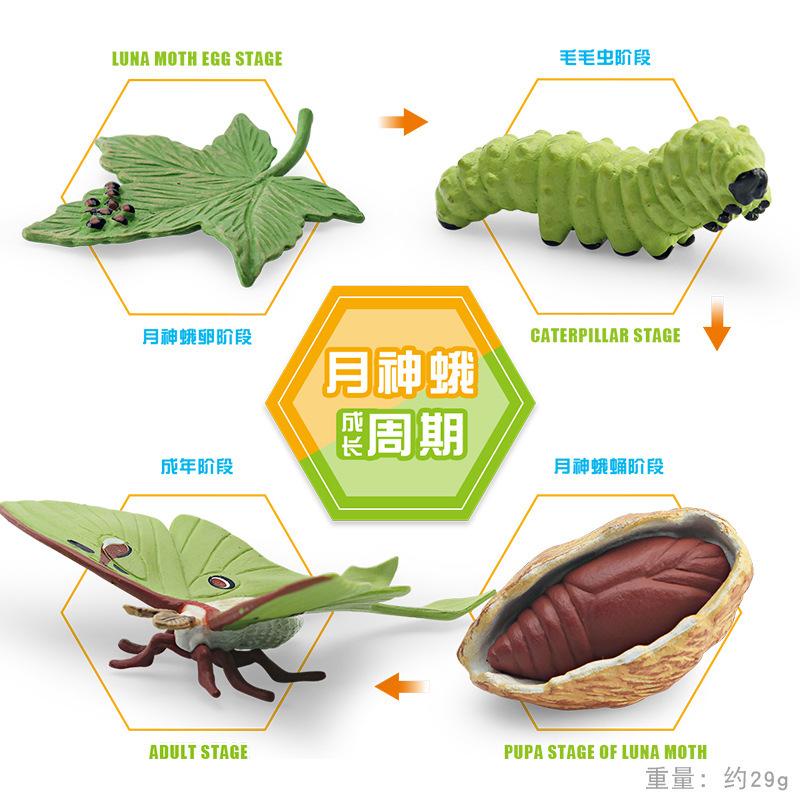 

Потрясающий набор моделей жизненного цикла моли из ПВХ «Луна» с четырьмя реалистичными фигурками насекомых