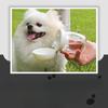 Pet Supplies - Water Cups - Cat and Dog Outdoor Water Bottles - Portable Small-sized Travel Cups - Water Bottles - Heat-resistant Pet Water Bottles