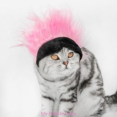 Giyim ve ayakkabı – Köpek için şapkalar