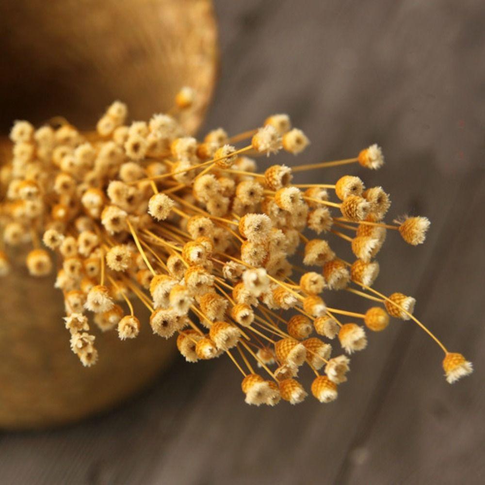 

50 шт. Сделай сам свадебный декоративный букет ромашки бразильские маленькие звездные цветы ромашка сухие цветы