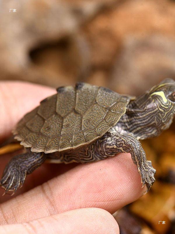 Live Mississippi Map Turtle - Small Deep Water Pet, Ideal for Mixed Breeding Ornamental Tanks
