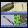 AOSVI Professional Stereo Microscope