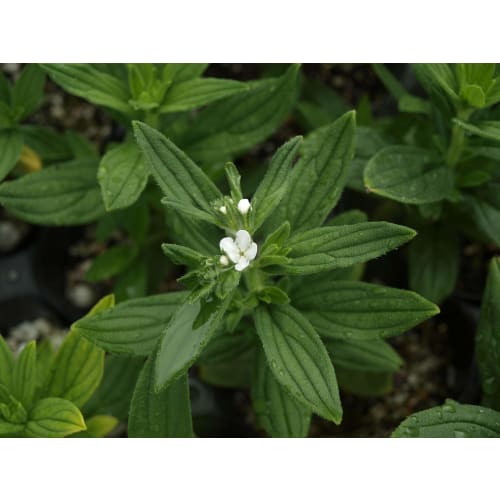 MURASAKI No ORGANIC MURASAKI No HAND CREAM & BODY CREAM 40g