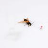 3PCS/5PCS Simulation Hornet Cat Teasing Stick Replacement Head Insect Cat Toy Interactive Pet Toys For Kitten