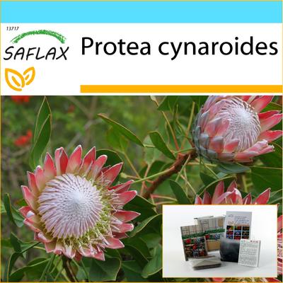 Set regalo - Giant King Protea - 5 semi - Con confezione regalo, biglietto, etichetta e substrato per vaso - Protea cynaroides