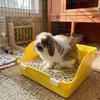 Splash-Proof Animal Potty Trainer Rectangular Rabbit Training Toilet Pet Toilet Box  Pet Supplies
