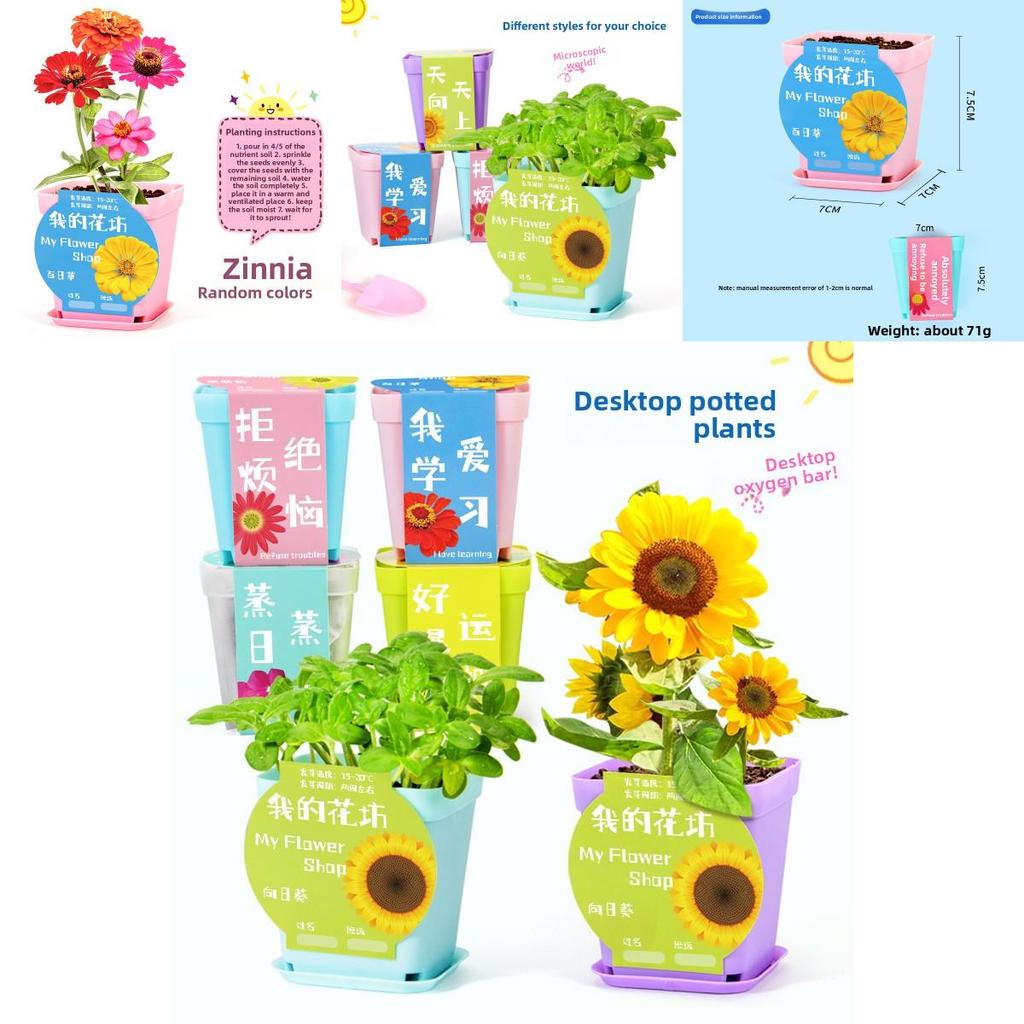 Science Experiment Diy Desktop Potted Plant Kit With Germination Seeds For Kids And Office Decor
