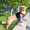 Dog Knee   Shirt Breathable Wearable Striped Dog Short T Shirt with Sleeves for Home Party