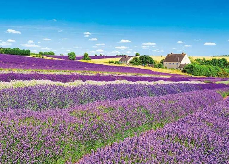 APPLEONE 500-291 Lavender Field Wind - Cotswolds - (UK) 500-Piece Jigsaw Puzzle (53 X 38 Cm) Made In Japan