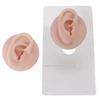 Ear Model Soft Silicone High Simulation Clear Structure Human Ear Model for Piercing Practice