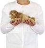 Carolata Lion Plush Toy Down Realistic Animal Toy Doll Gift Present Birthday First Christmas Gift (Male/Lying Series/Soft Touch/Fluffy) Toy/Christmas