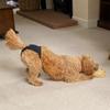 With 3 Cotton Pads Female Dog Panties Easy To Wear Washable Dog Sanitary Pants Breathable Adjustable Pet Dog Diapers
