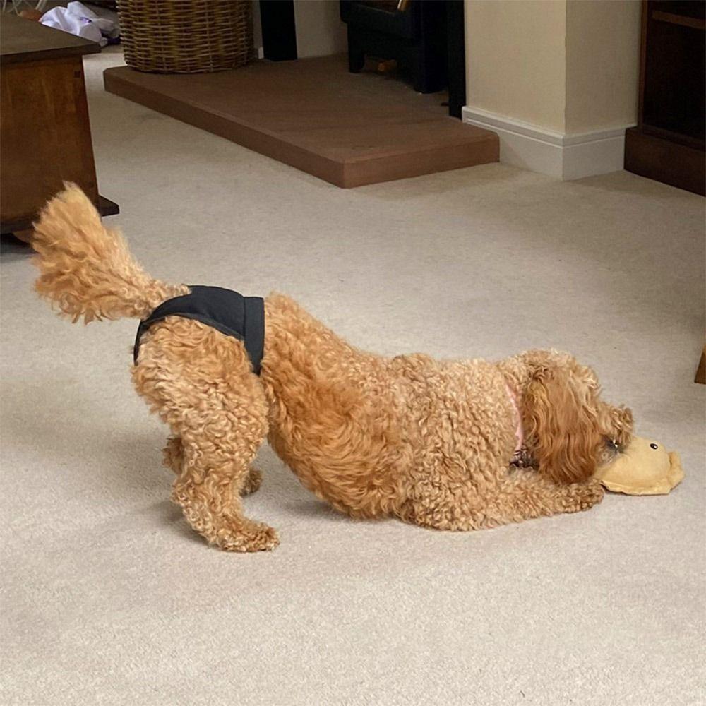 With 3 Cotton Pads Female Dog Panties Easy To Wear Washable Dog Sanitary Pants Breathable Adjustable Pet Dog Diapers