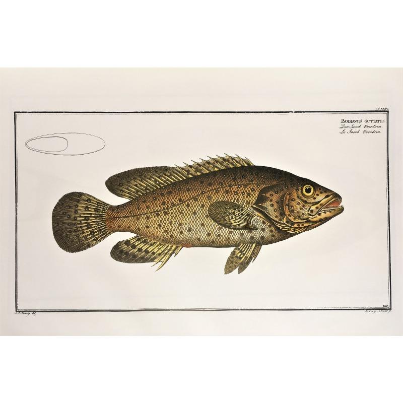 Vintage Freshwater Saltwater Fish Illustration Posters and Prints Canvas Printing Wall Art Picture for Living Room Home Decor