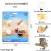 Frog Life Cycle Model Set: Tadpole to Frog Educational Toys for Kids