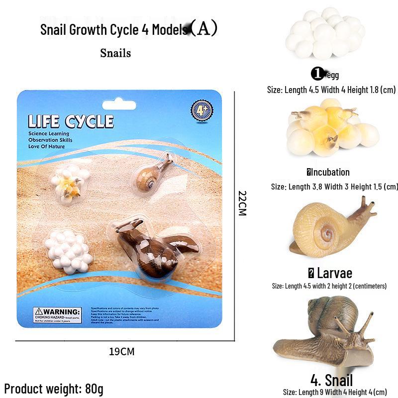 Frog Life Cycle Model Set: Tadpole to Frog Educational Toys for Kids