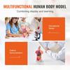 Human Body Model, 15 Parts 11 inch, Human Torso Anatomy Model Anatomical Skeleton Model with Removable Organs, Educational Teaching Tool for Students