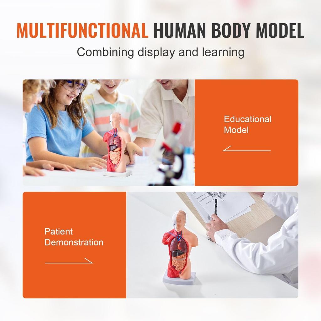 Human Body Model, 15 Parts 11 inch, Human Torso Anatomy Model Anatomical Skeleton Model with Removable Organs, Educational Teaching Tool for Students