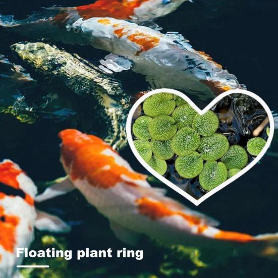 5Pcs Fish Feeding Rings Heart Shape Floating Plant Fence Aquarium Duckweed Protector Fish Tank Feeder Ring Betta Accessories
