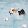 Bite Resistant Dog Chew Ball High Elasticity Dog Throwing Flying Toys  Dog Toy