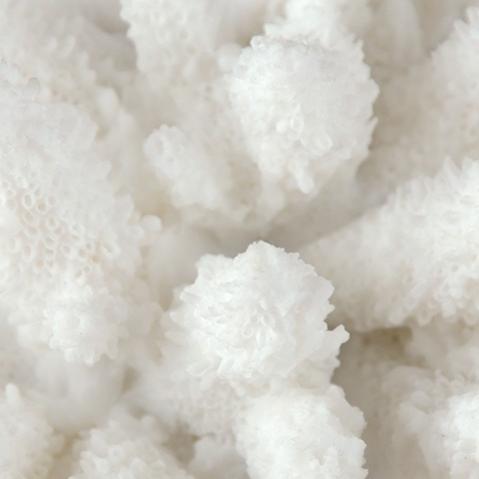 Creativity Resin Artificial Coral Artificial Coral Handcrafted Furnishings White Marble Base Home Decoration Simulation Animal