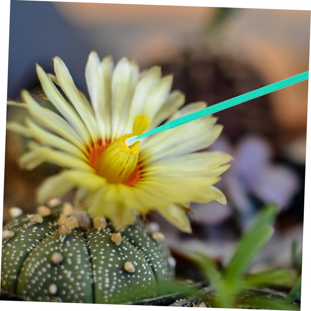 SUPVOX 100pcs Plant Pollinator Pens Artificial Pollinators Pollinator Chalk Paint Brushes Pollinator Dusters Pollinator Hand Tools Plant Plastic